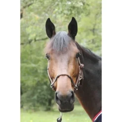 PÉNÉLOPE Pénélope Touwhalster Havana Full