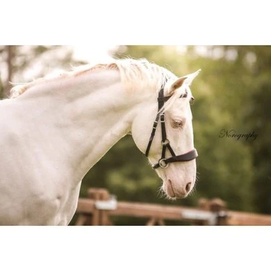 F.R.A. Bitloos Hoofdstel Aruba Side Pull Softleder Teugels Bruin - Afbeelding 12