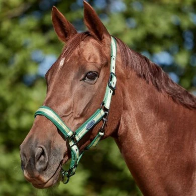 Weatherbeeta Halster Coordinate Donkergroen/Tan/Lichtgroen Pony - Afbeelding 2